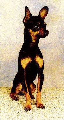 View from the front, A small breed, black and tan Prazsky Krysarik dog is sitting on a table looking to the right.